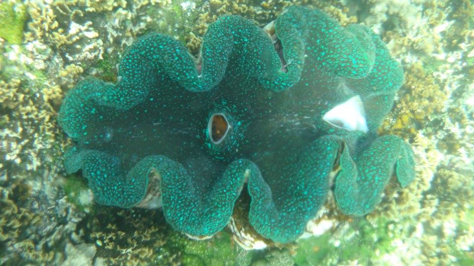 14141740_1034429833319837_8118881749874907319_n