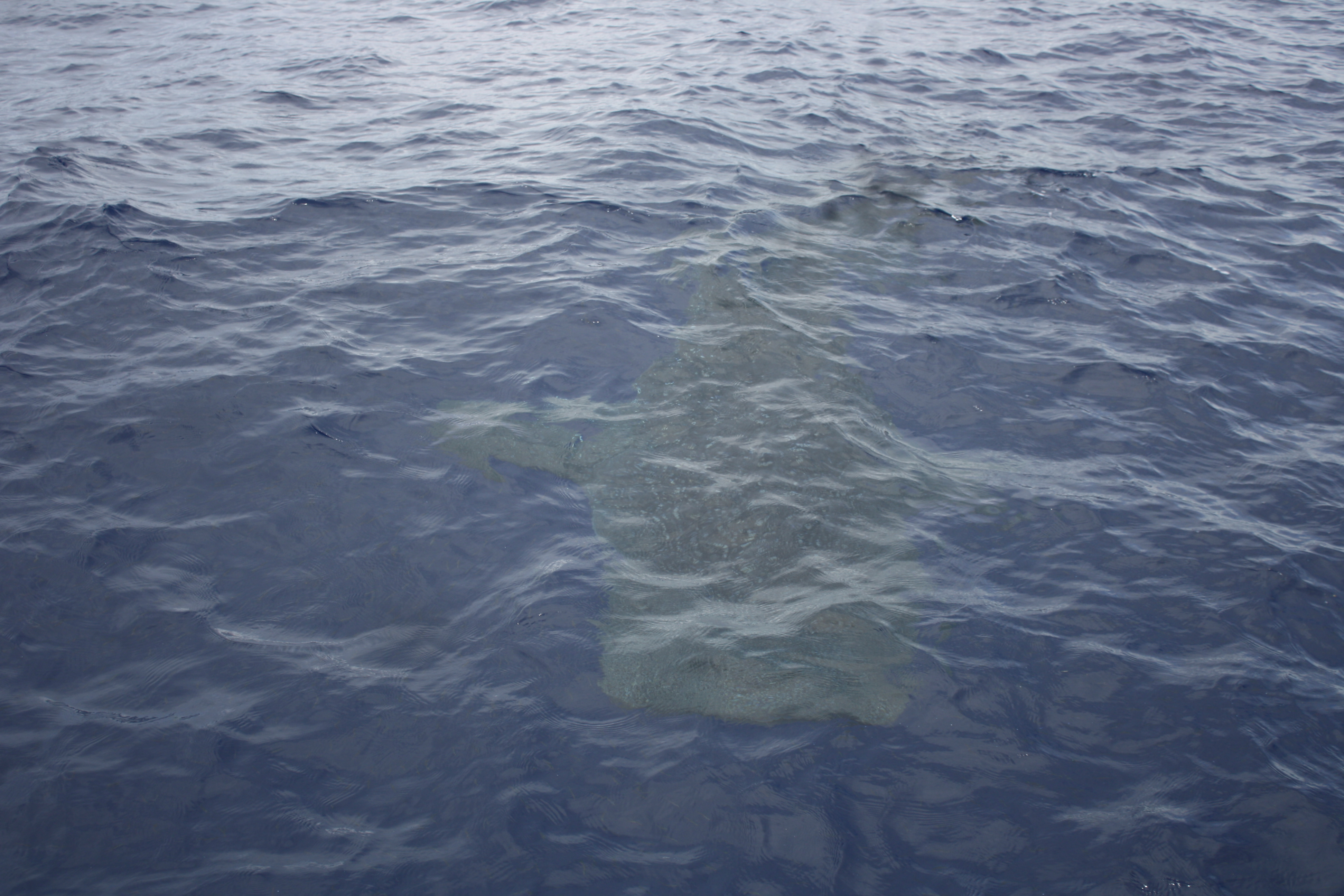 Whale Shark Watching in Samoa!